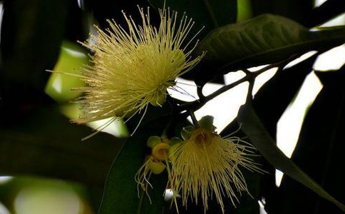 菩提樹(shù)花