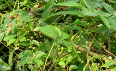 紅魚(yú)眼